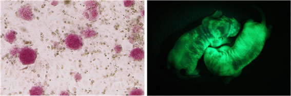 図　ALP陽性のラットES細胞(左)とGFP遺伝子を導入したラットESを用いたラットESキメラ(右)
