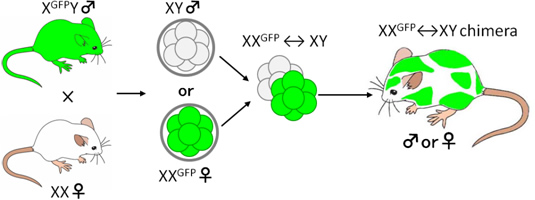 【図１】X染色体にGFP遺伝子を組み込んだX-GFPマウスを用いた着床前雌雄判定