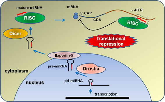 【図3】　miRNAの成熟と機能