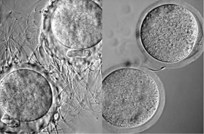 【図3】Clgn KOマウスにみられる精子の透明帯結合不全